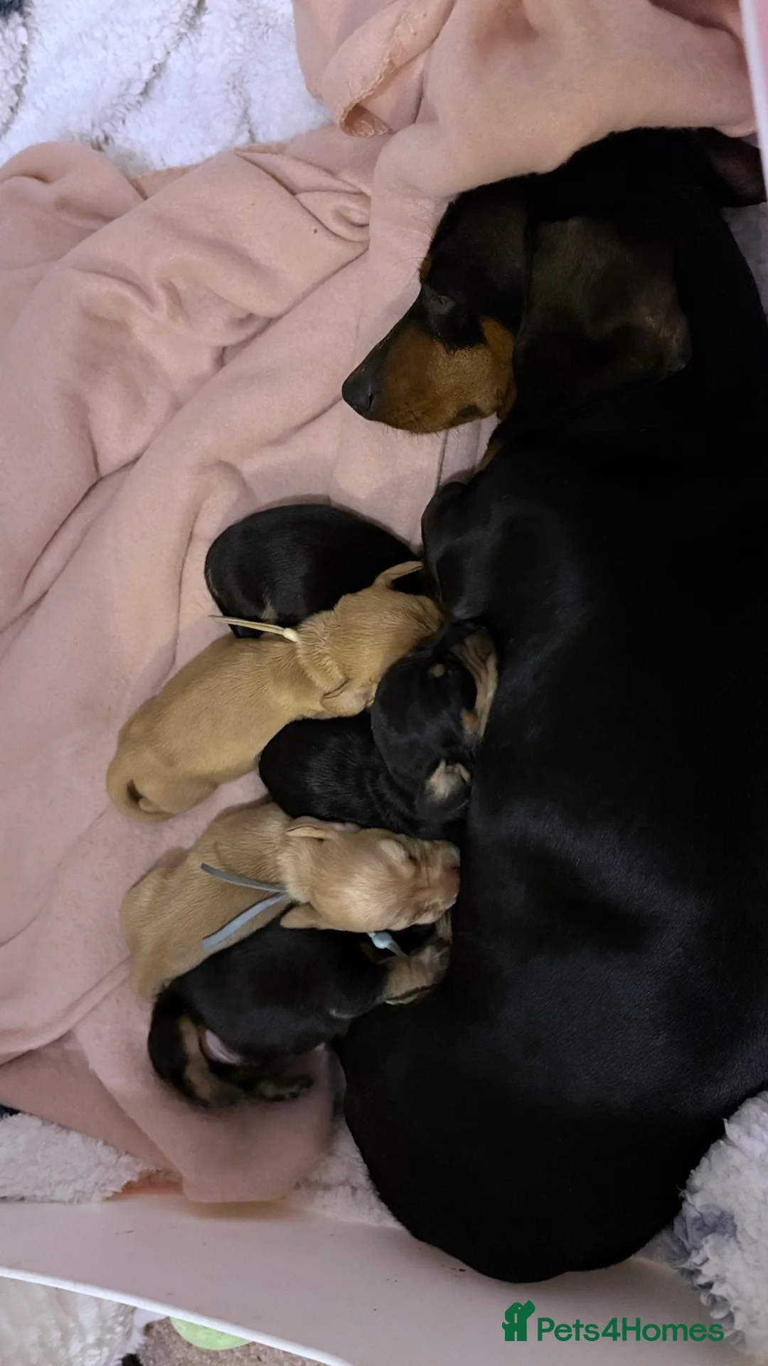 Miniature Dachshund dogs for sale: 🩷Beautiful Miniature Dachshund Girls🩷 in Thetford - Advert 1