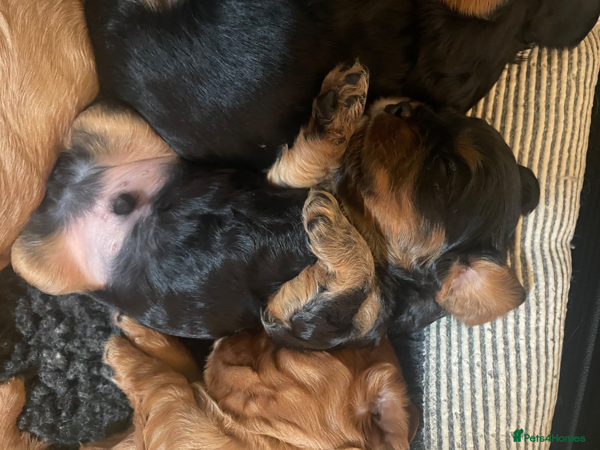 Cavalier King Charles Spaniel dogs for sale: King Charles cavalier babies  - Advert 18