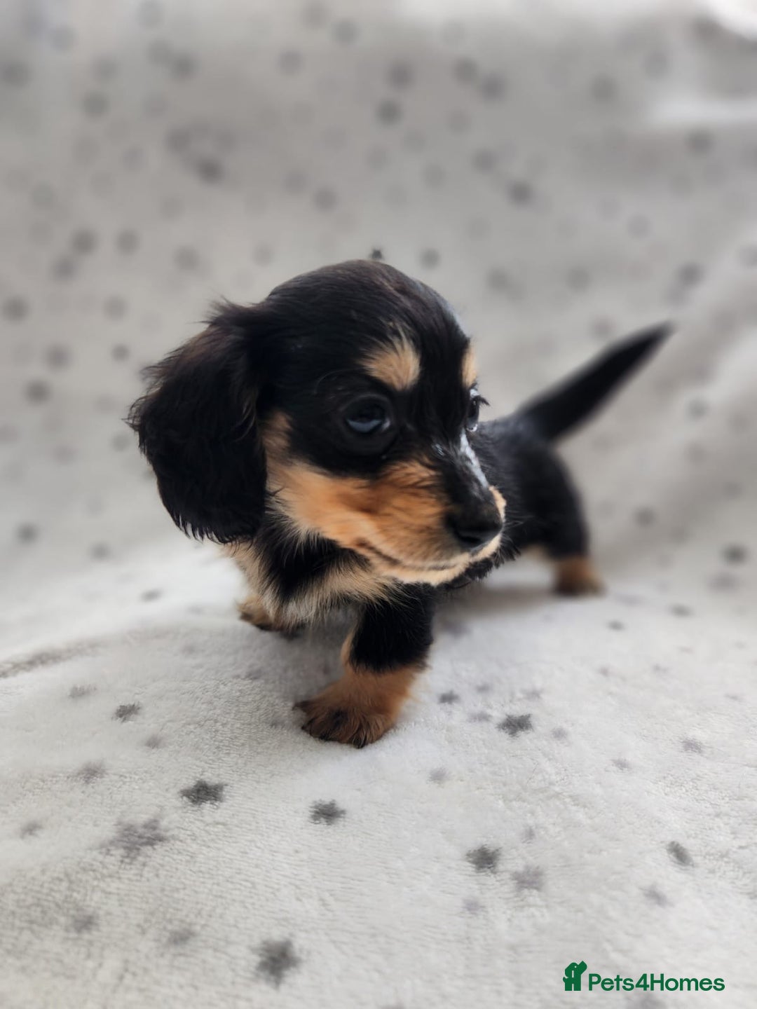 Miniature Dachshund dogs for sale: Kc Registered Long Haired Miniature Dachshunds - Advert 13