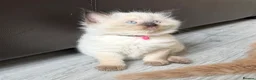 Ragdoll cats for sale: 1 Girl & 2 Boys - TICA Registered - Cuddly, Gentle - Advert 32