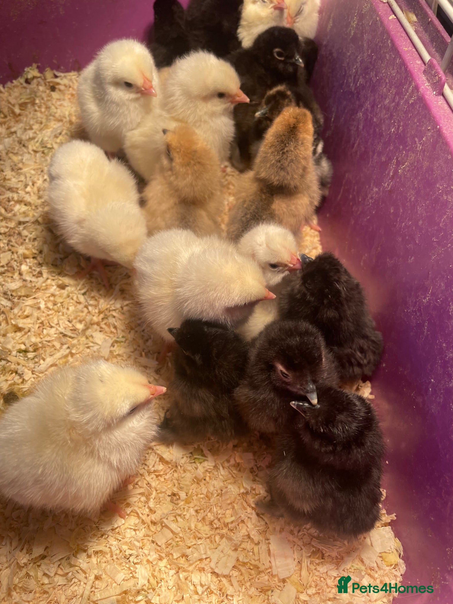 Chickens poultry Silkie. Sussex & Orpington Chicks available  - Advert 13