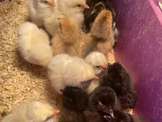 Chickens poultry Silkie. Sussex & Orpington Chicks available - Advert 13