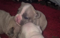 French Bulldog dogs for sale: Kc registered french bulldog puppies - Image 24
