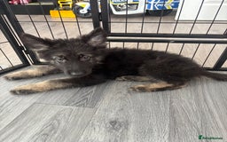 German Shepherd dogs for sale: German Shepard puppies - Image 6