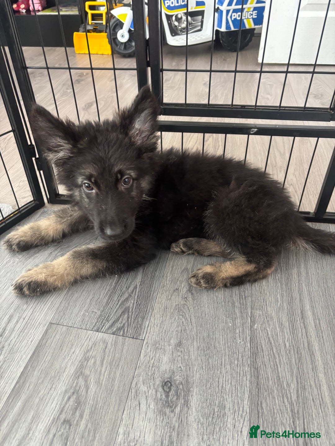 German Shepherd dogs for sale: German Shepard puppies - Image 6