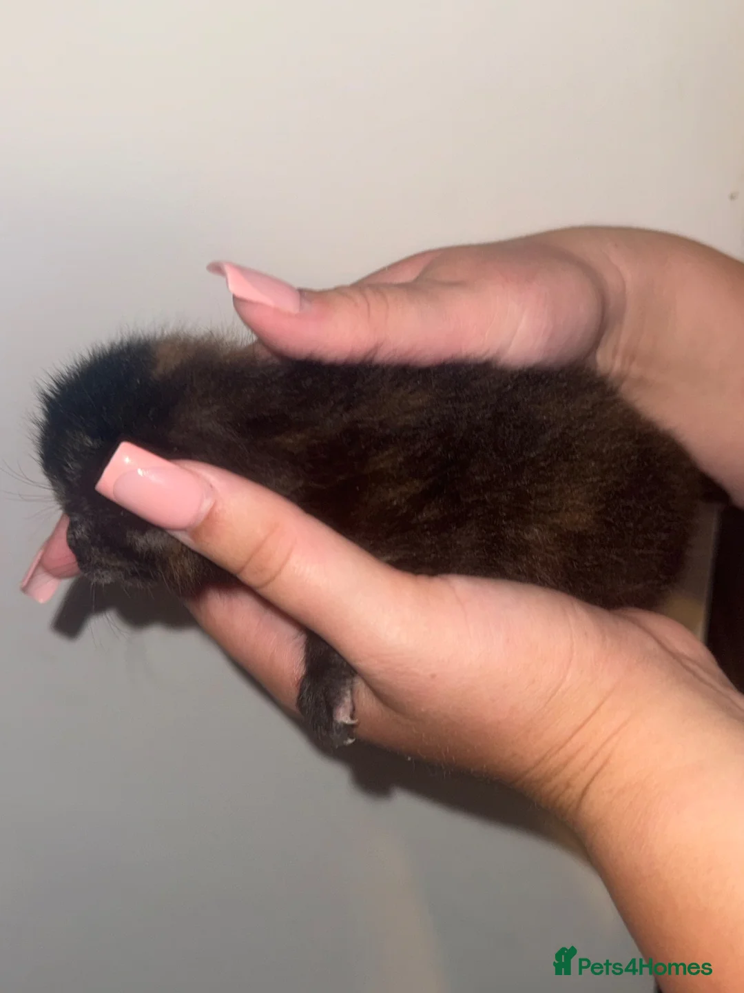 Mixed Breed cats for sale: Kitten looking for a lovely home  in Frinton-on-Sea - Advert 12