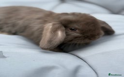 Mini Lop rabbits for sale: Outstanding mini lop doe - Image 5
