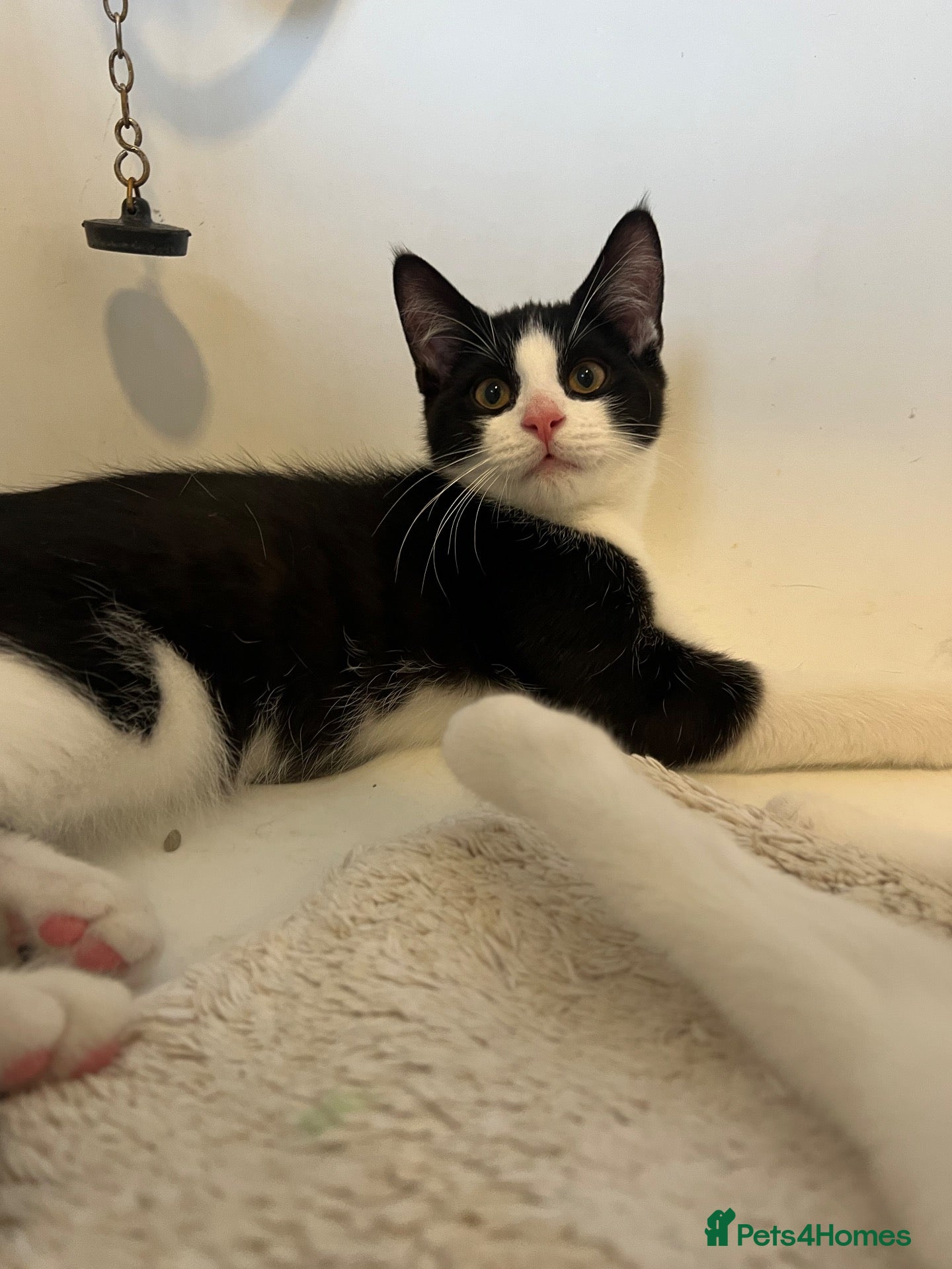 Domestic Shorthair cats Smartie black and white 15 week old male kitten  - Advert 3