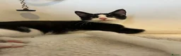 Domestic Shorthair cats for sale: Smartie black and white 15 week old male kitten  in Hitchin - Advert 1