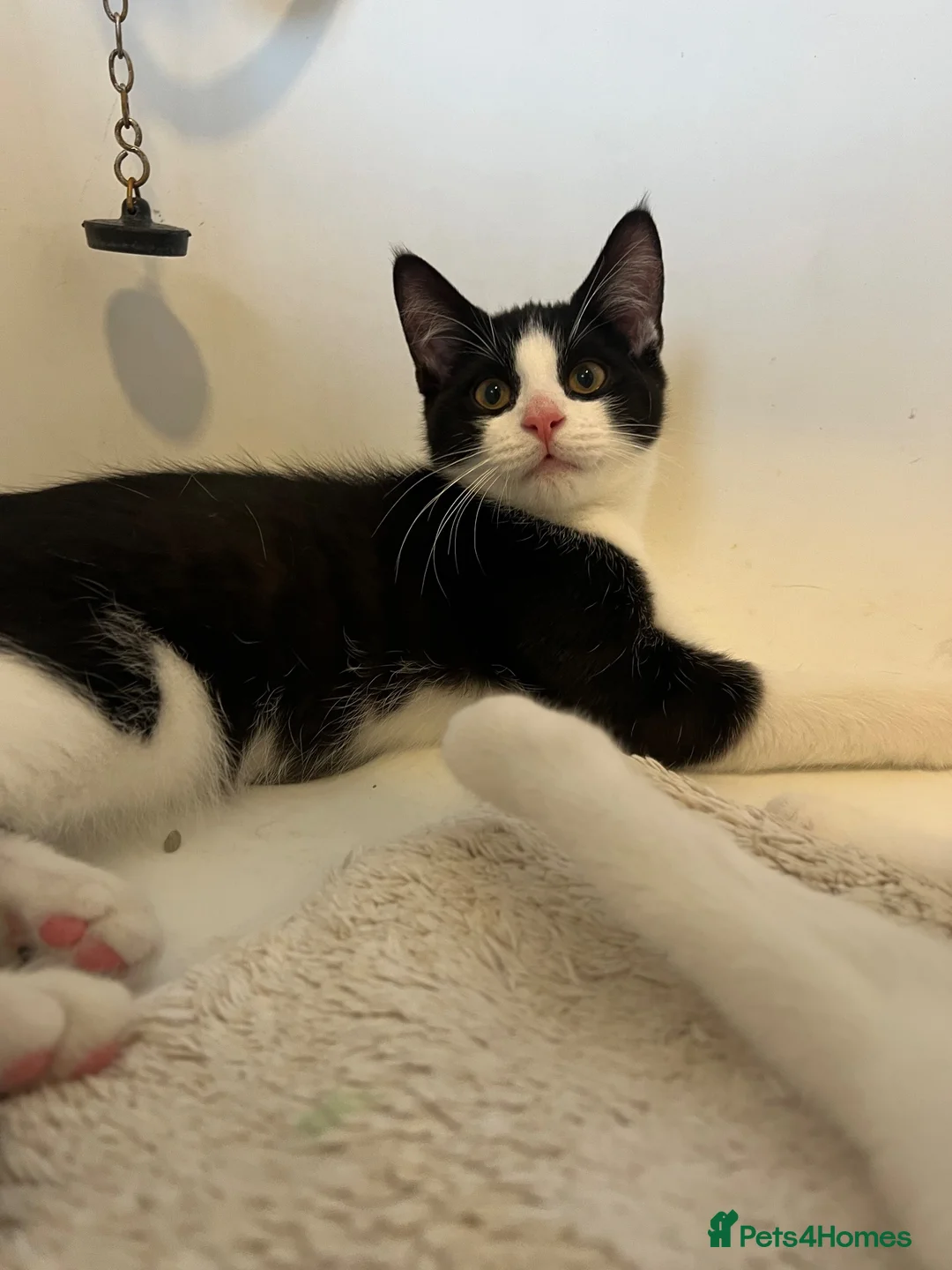 Domestic Shorthair cats for sale: Smartie black and white 15 week old male kitten  in Hitchin - Advert 1