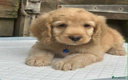 Cockapoo dogs for sale: Nobody chose me - Image 11