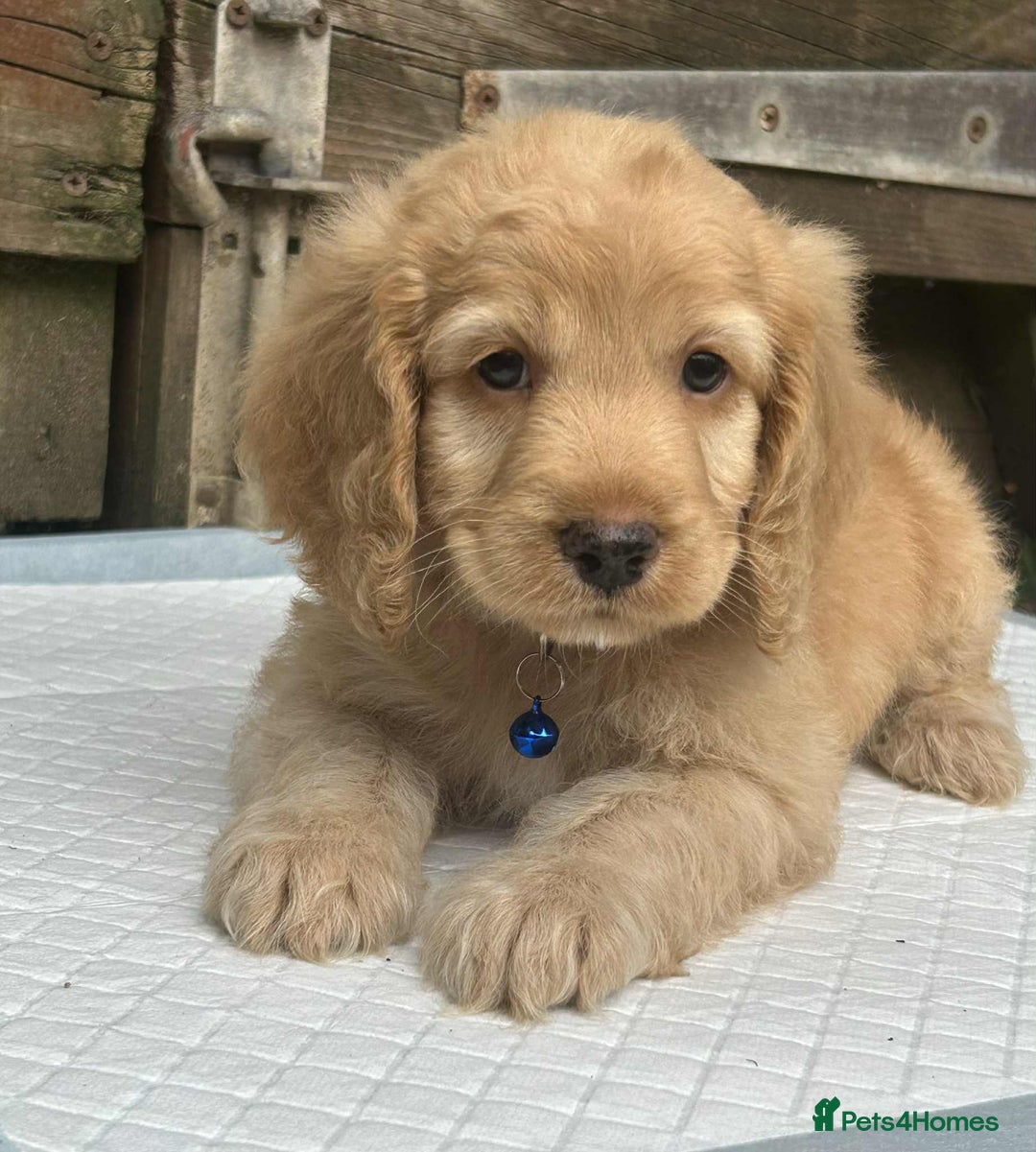 Cockapoo dogs for sale: Nobody chose me - Image 11