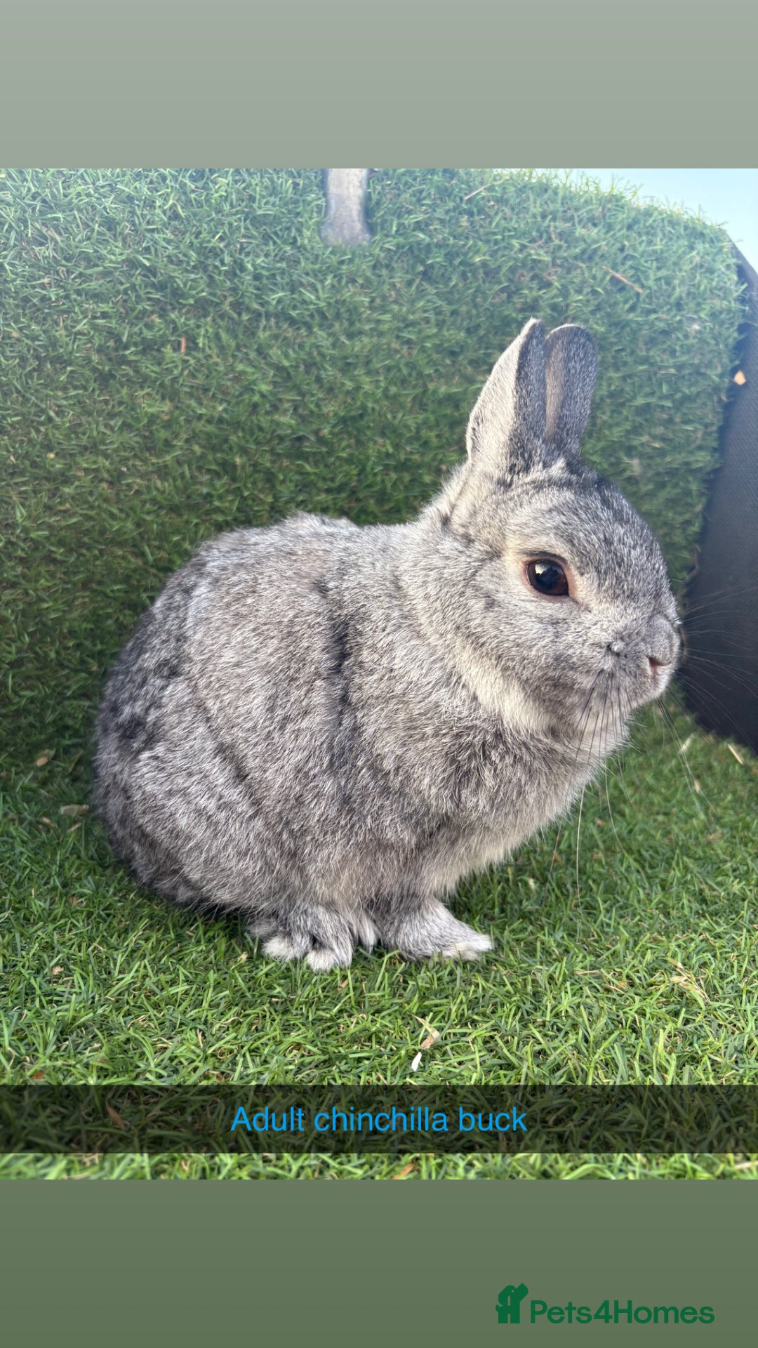 Netherland Dwarf rabbits for sale: Pure Netherland dwarfs  - Image 8
