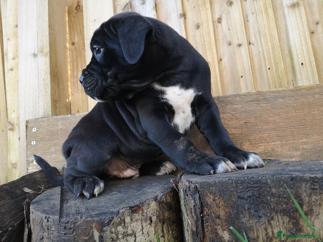 Mixed Breed dogs for sale: Olde english bulldogge x cane corso puppies  - Advert 5