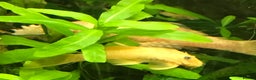 Plecos fish for sale: L144 Blue Eyed Bristlenose Pleco size 3 cm - Advert 3
