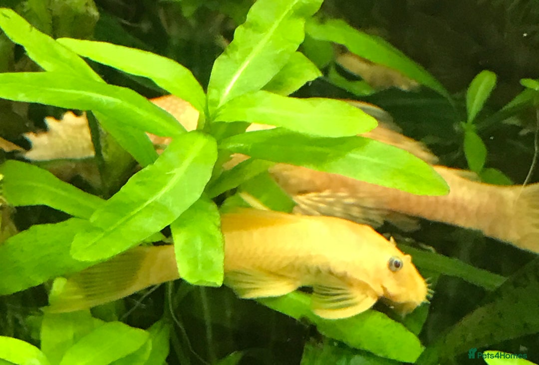 Plecos fish for sale: L144 Blue Eyed Bristlenose Pleco size 3 cm - Image 2