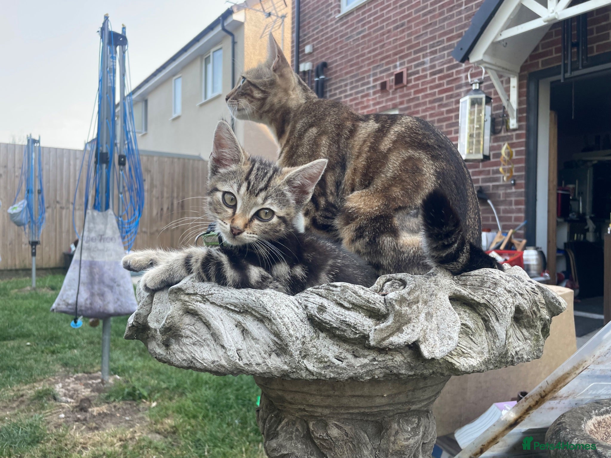 Bengal cats Two gorgeous bengal boys left READY NOW - Advert 1