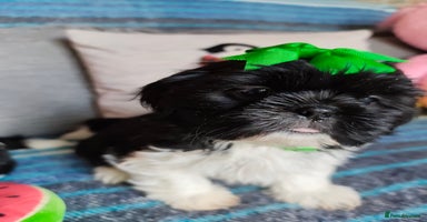 Shih Tzu dogs - Advert 14