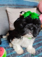 Shih Tzu dogs - Advert 14