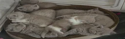 British Shorthair cats for sale: 9 Beautiful British Shorthairs - Advert 11