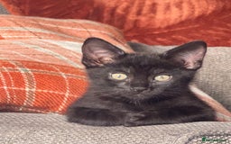 Mixed Breed cats for sale: Kitten  - Image 1