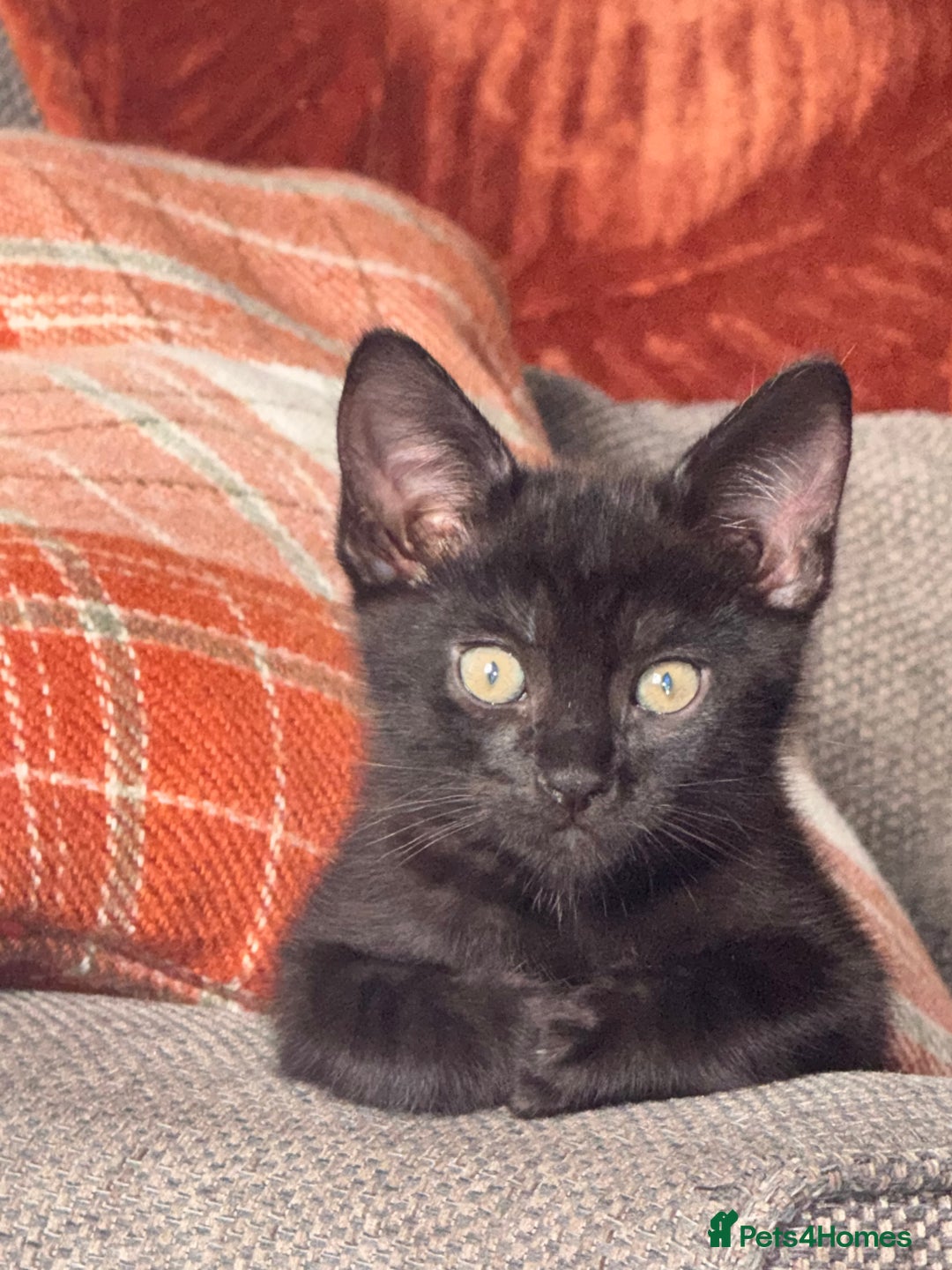 Mixed Breed cats for sale: Kitten  - Image 1