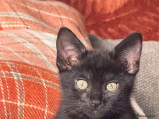 Mixed Breed cats - Advert 11