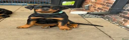 Rottweiler dogs for sale: Rottweiler girl  - Advert 4