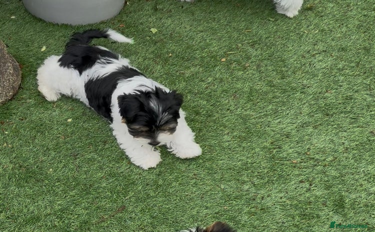Biewer Terrier dogs - Advert 1