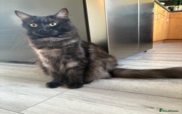 Mixed Breed cats for sale: Maine coon cross  - Image 2