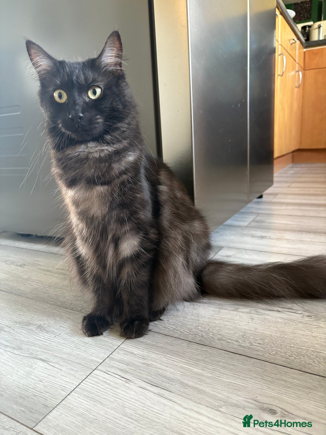 Mixed Breed cats for sale: Maine coon cross  - Image 2