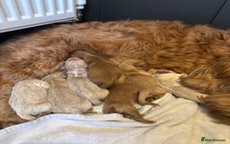 Mini Goldendoodle dogs for sale: F2 mini golden doodle puppies.  - Image 1