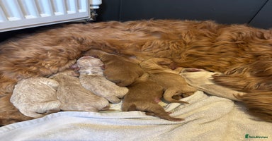 Mini Goldendoodle dogs F2 mini golden doodle puppies.  - Advert 4