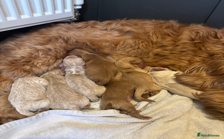 Mini Goldendoodle dogs - Advert 1