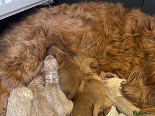 Mini Goldendoodle dogs - Advert 3