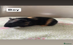 Guinea Pig rodents for sale: Guniea pigs ready to be reserved!  - Image 5