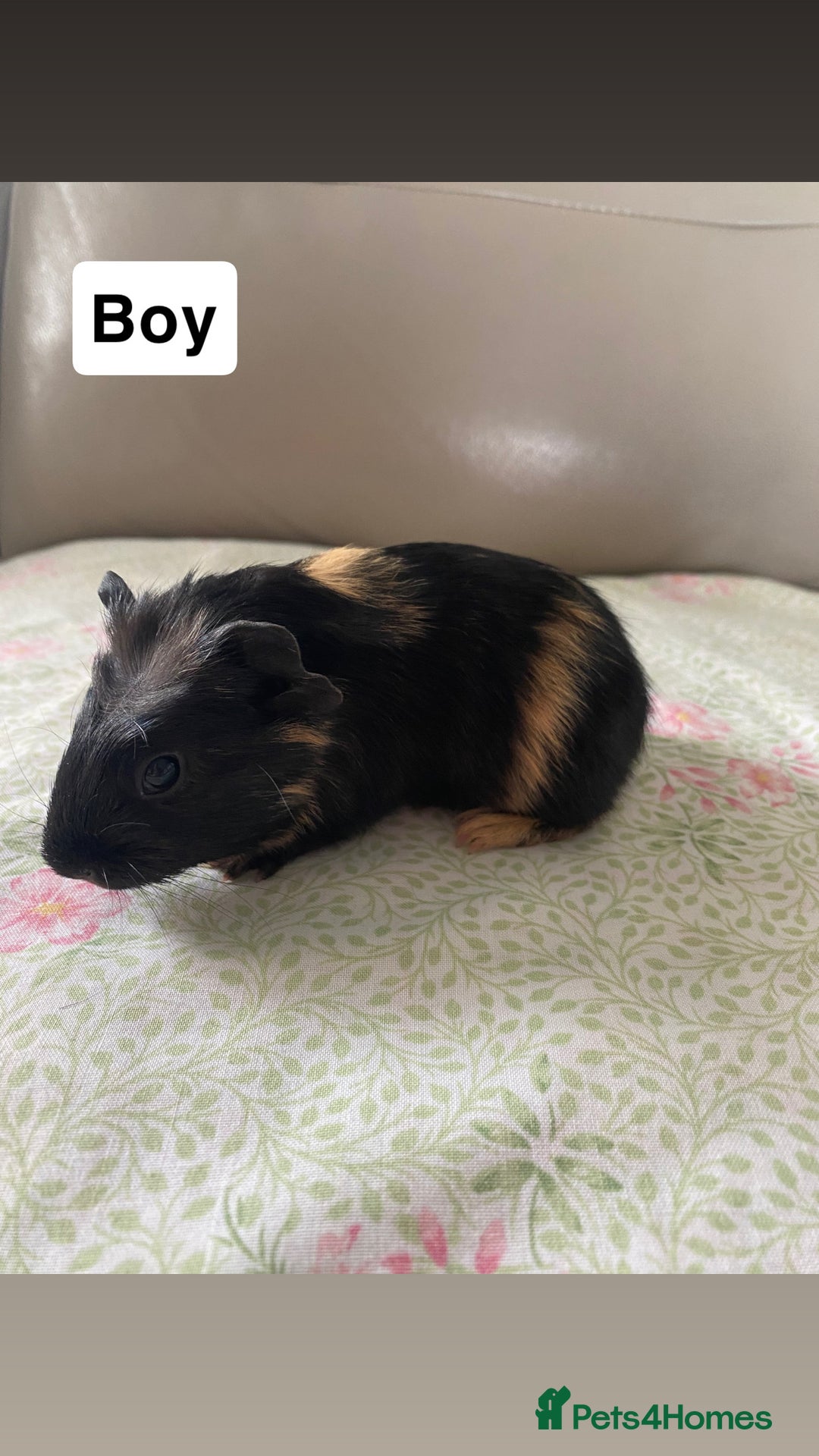 Guinea Pig rodents for sale: Guniea pigs ready to be reserved!  - Image 5