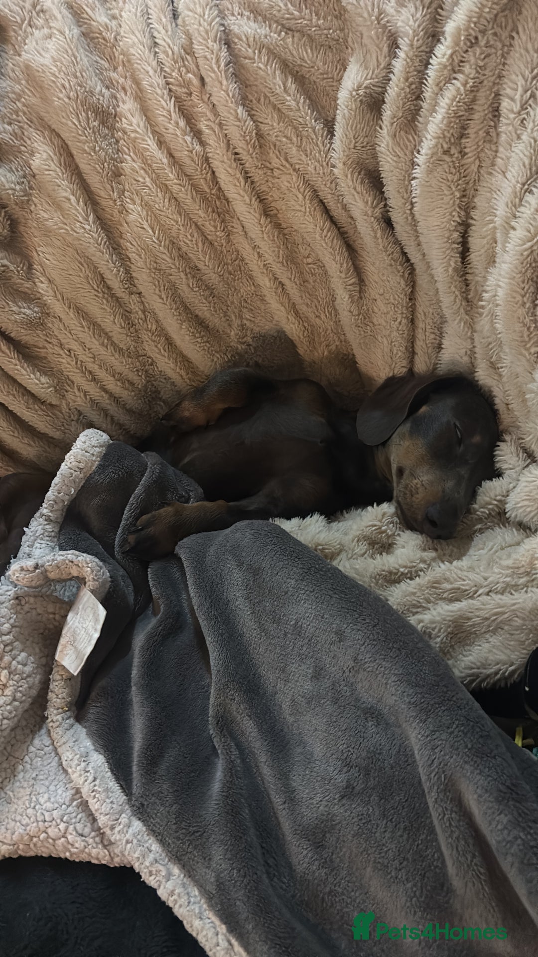 Miniature Dachshund dogs for sale: “Miniature dachshund”  - Advert 2