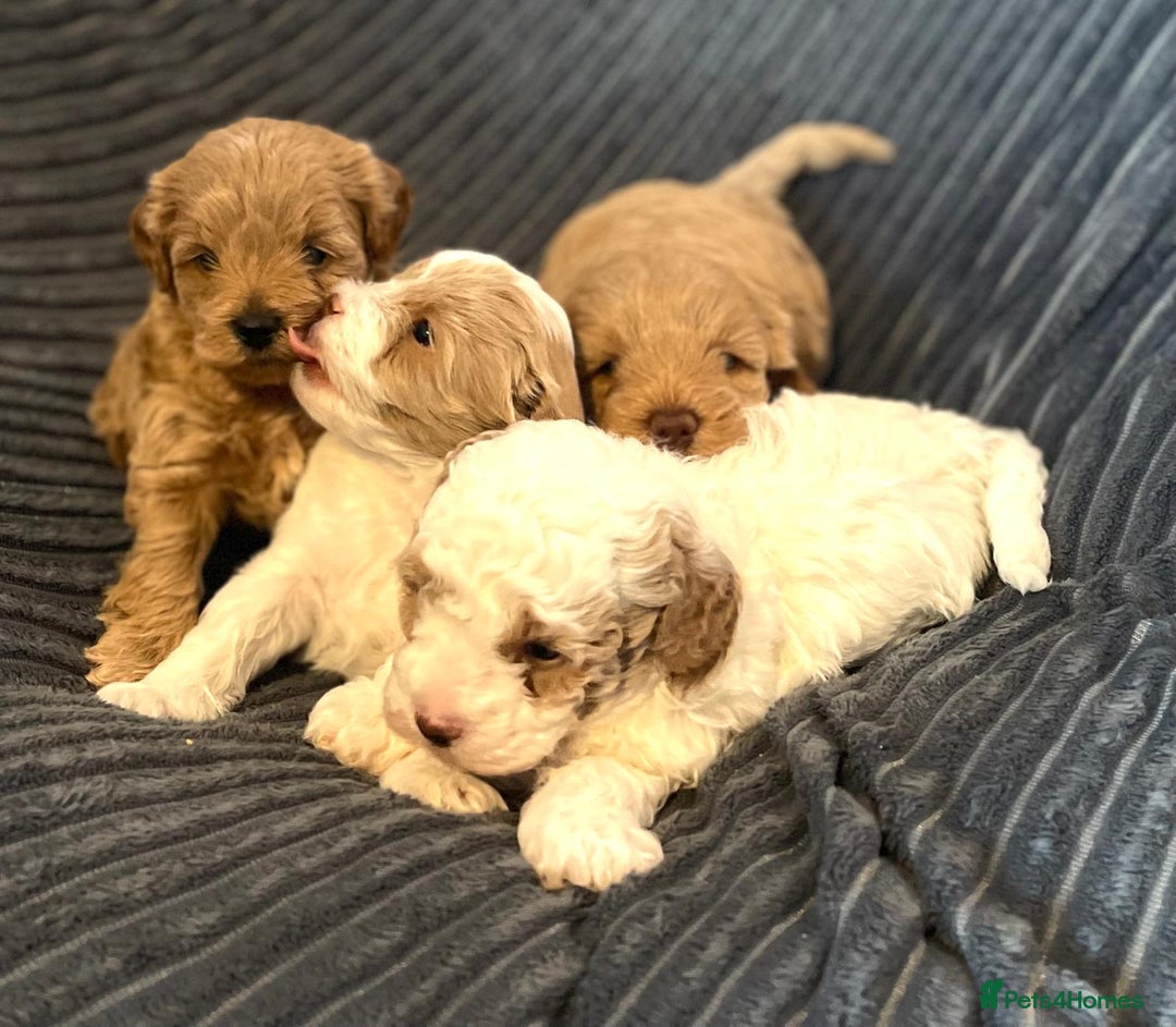 Maltipoo dogs for sale: Gorgeous Maltipoo Puppies – 3 Boys & 1 Girl  - Advert 2