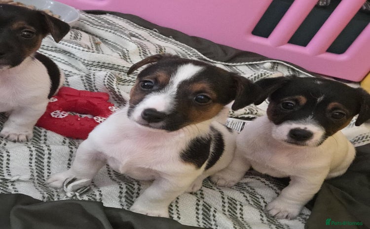 Jack Russell dogs - Advert 4