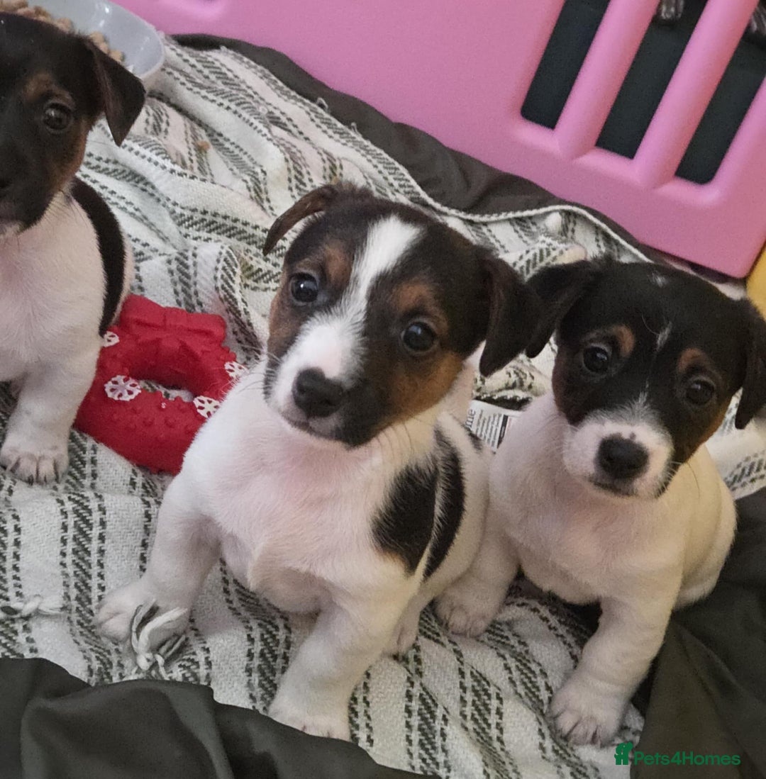 Jack Russell dogs for sale: Jack Russell pups - Image 1