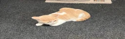 British Shorthair cats for sale: 3 Gorgeous TICA registered kittens  - Advert 9