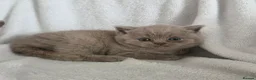 British Shorthair cats for sale: Boy and girl available  - Advert 3