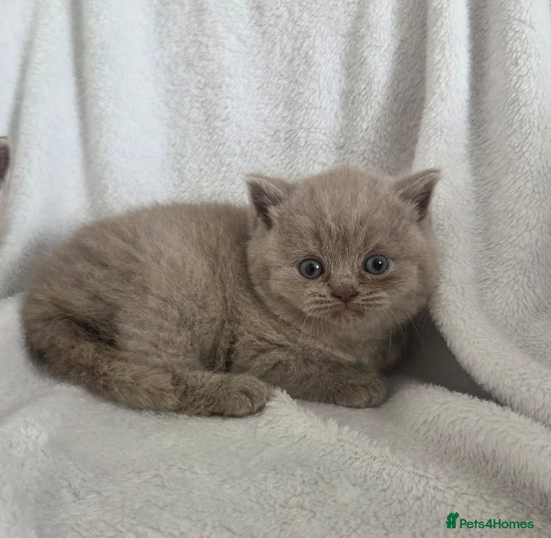 British Shorthair cats for sale: Boy and girl available  - Advert 3