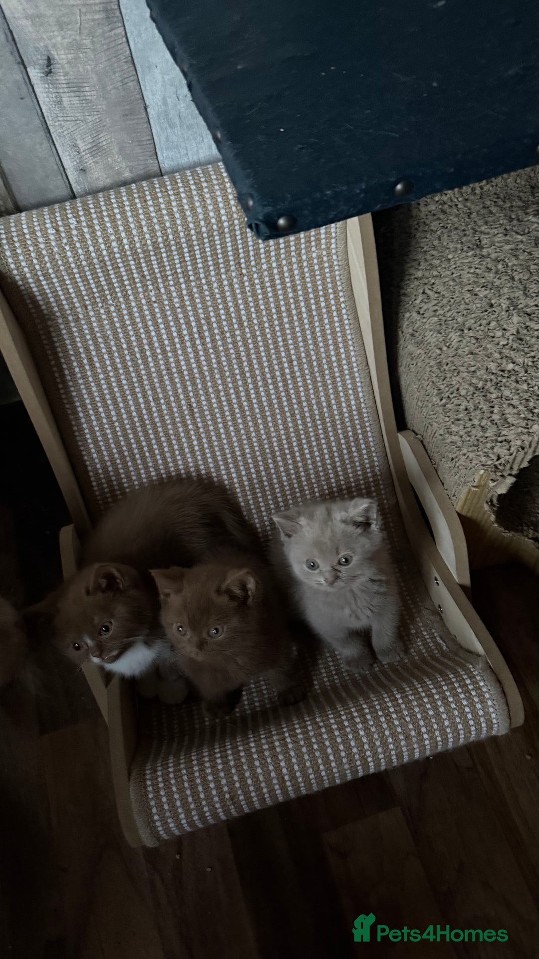 British Shorthair cats for sale:  Tica cinnamons BSH kittens - Image 16