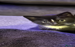 Mixed Breed cats for sale: Two adorable kittens  - Image 6