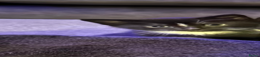 Mixed Breed Kitten 2