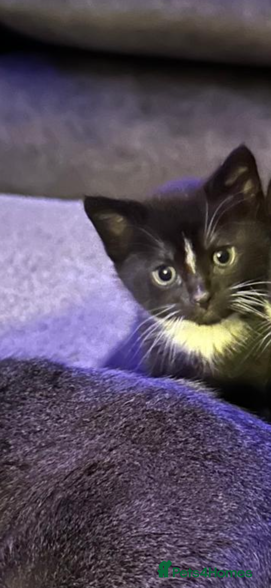 Mixed Breed cats for sale: Two adorable kittens  - Image 6