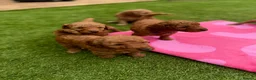 Cockapoo dogs for sale: 7 beautiful Cockapoo - Advert 29