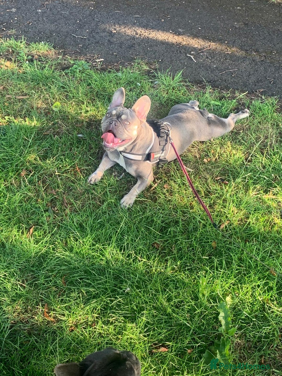 French Bulldog dogs for sale: Kc registered French bulldog puppys  - Advert 11